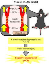 Bilateral Common Carotid Artery Stenosis in Mice: A Model of Chronic Cerebral Hypoperfusion-Induced Vascular Cognitive Impairment