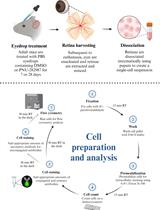 Quantification of Proliferating and Mitotically Active Retinal Cells in Mice by Flow Cytometry