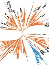 Phylogenomics of Plant NLR Immune Receptors to Identify Functionally Conserved Sequence Motifs