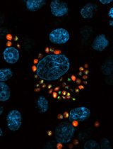 Imaging Assays to Detect DNA Damage in Trypanosome Parasites Using &gamma;H2A