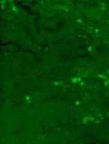 A Protocol for Preparing Mucoadhesive Emulsion Microgels and Assessing Their Mucoadhesion Properties In Vitro