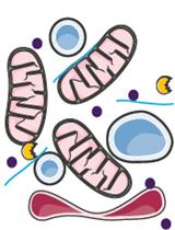 Analysis and Quantification of the Mitochondrial–ER Lipidome