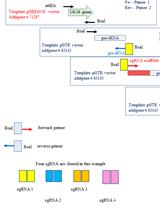 Versatile Cloning Strategy for Efficient Multigene Editing in Arabidopsis