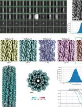 Purification and Cryo-Electron Microscopy Analysis of Bacterial Appendages