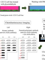 Slot Blot Analysis of Intracellular Glyceraldehyde-Derived Advanced Glycation End Products Using a Novel Lysis Buffer and Polyvinylidene Difluoride Membrane
