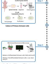 Correction Notice: Establishment of an in vitro Differentiation and Dedifferentiation System of Rat Schwann Cells