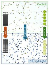 Detection and Quantification of Programmed Cell Death in <em>Chlamydomonas reinhardtii</em>: The Example of S-Nitrosoglutathione