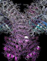 Reconstitution of the Melibiose Permease of Salmonella enterica serovar Typhimurium (MelBSt) into Lipid Nanodiscs
