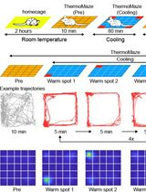 Construction of ThermoMaze