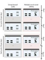 A Social Stimulation Paradigm to Ameliorate Memory Deficit in Alzheimer's Disease