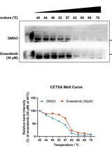 Determination of Ligand-Target Interaction in vitro by Cellular Thermal Shift Assay and Isothermal Dose-response Fingerprint Assay