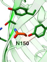 Tetrazine Amino Acid Encoding for Rapid and Complete Protein Bioconjugation