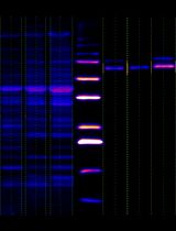 使用IOCBIO Gel软件简单分析胶图像