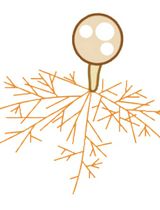 利用Rhizophagus irregularis进行体外菌丝分枝实验