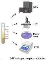 Extraction of Bacterial Membrane Vesicle and Phage Complex by Density Gradient Ultracentrifugation