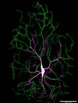 Protocol for Imaging the Same Class IV Neurons at Different Stages of Development