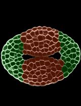 Laser-Assisted Microdissection and High-Throughput RNA Sequencing of the Arabidopsis Gynoecium Medial and Lateral Domains