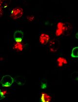 An Imaging-Based Assay to Measure the Location of PD-1 at the Immune Synapse for Testing the Binding Efficacy of Anti-PD-1 and Anti-PD-L1 Antibodies