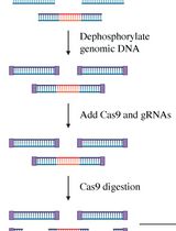 Single-Molecule Sequencing of the <em>C9orf72</em> Repeat Expansion in Patient iPSCs