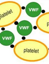 An Automated pre-Dilution Setup for Von Willebrand Factor Activity Assays