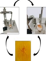 Endothelin-1-Induced Persistent Ischemia in a Chicken Embryo Model