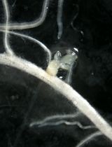 评估土壤微生物组抑制高粱独脚金感染的机制