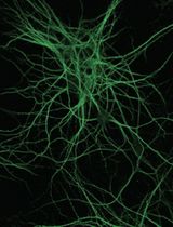 Development and Characterization of Primary Brain Cultures from Japanese Quail Embryos