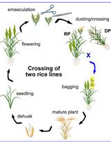 A Step-by-step Protocol for Crossing and Marker-Assisted Breeding of Asian and African Rice Varieties