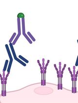 Iterative Immunostaining and NEDD Denoising for Improved Signal-To-Noise Ratio in ExM-LSCM