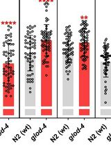 Pharyngeal Pumping Assay for Quantifying Feeding Behavior in Caenorhabditis elegans