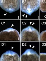 Construction and Application of a Static Magnetic Field Exposure Apparatus for Biological Research in Aqueous Model Systems and Cell Culture