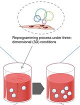 Alternative Method for Obtaining Human-Induced Pluripotent Stem Cell Lines and Three-Dimensional Growth: A Simplified, Passage-Free Approach that Minimizes Labor