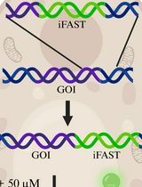 Genetic Tagging and Imaging of Proteins with iFAST in <em>Candida albicans</em>