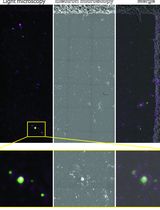  Sorghum bicolor Extracellular Vesicle Isolation, Labeling, and Correlative Light and Electron Microscopy