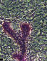 Development of the Mammary Gland in Mouse: A Whole-Mount Microscopic Analysis