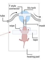 Chemogenetic Silencing of Neonatal Spontaneous Activity of Projection Neurons in the Dorsal Striatum of Mice