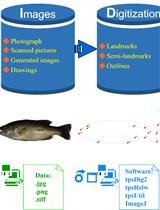 Quantitative Analysis of Fish Morphology Through Landmark and Outline-based Geometric Morphometrics with Free Software