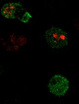 Measuring Piezo1 and Actin Polarity in Chemokine-Stimulated Jurkat Cells During Live-Cell Imaging
