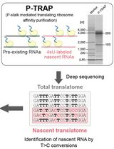 Metabolic RNA Labeling and Translating Ribosome Affinity Purification for Measurement of Nascent RNA Translation