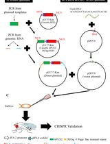 Detecting Native Protein–Protein Interactions by APEX2 Proximity Labeling in <em>Drosophila</em> Tissues