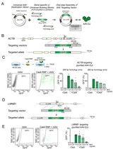 Efficient Gene-Editing in Human Pluripotent Stem Cells Through Simplified Assembly of Adeno-Associated Viral (AAV) Donor Templates