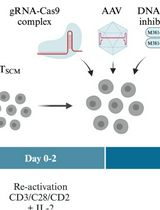 扩增及精确CRISPR-Cas9基因修复来自T细胞免疫缺陷患者的自体记忆性T干细胞