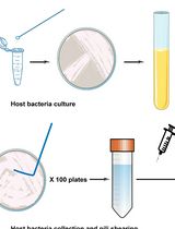 Host Receptor Pili for Cryo-EM Single-Particle Reconstruction