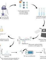 Improving Stability of Spiroplasma citri MreB5 Through Purification Optimization and Structural Insights