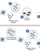 Optimizing Transmembrane Protein Assemblies in Nanodiscs for Structural Studies: A Comprehensive Manual