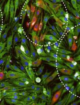 An Improved Focus-Forming Assay for Determination of the Dengue Virus Titer