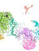 Single Cell Isolation from Human Diabetic Fibrovascular Membranes for Single-Cell RNA Sequencing