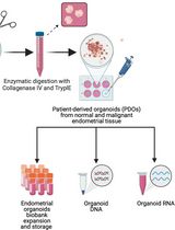 Generation and Maintenance of Patient-Derived Endometrial Cancer Organoids