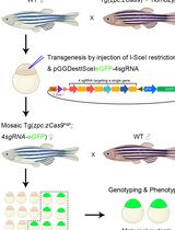 Generation of Zebrafish Maternal Mutants via Oocyte-Specific Knockout System