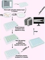 PEPITA: Parallelized High-Throughput Quantification of Ototoxicity and Otoprotection in Zebrafish Larvae